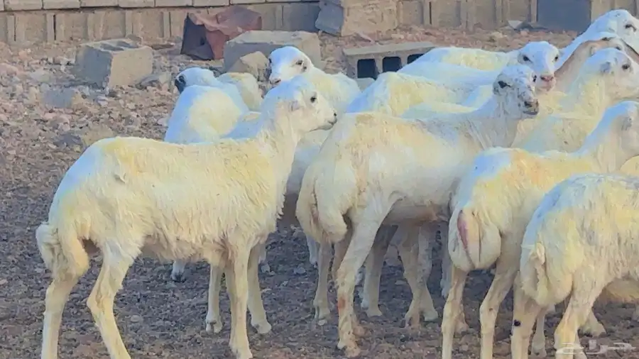 ذبائح رفد مقفلة شحم ولحم 3