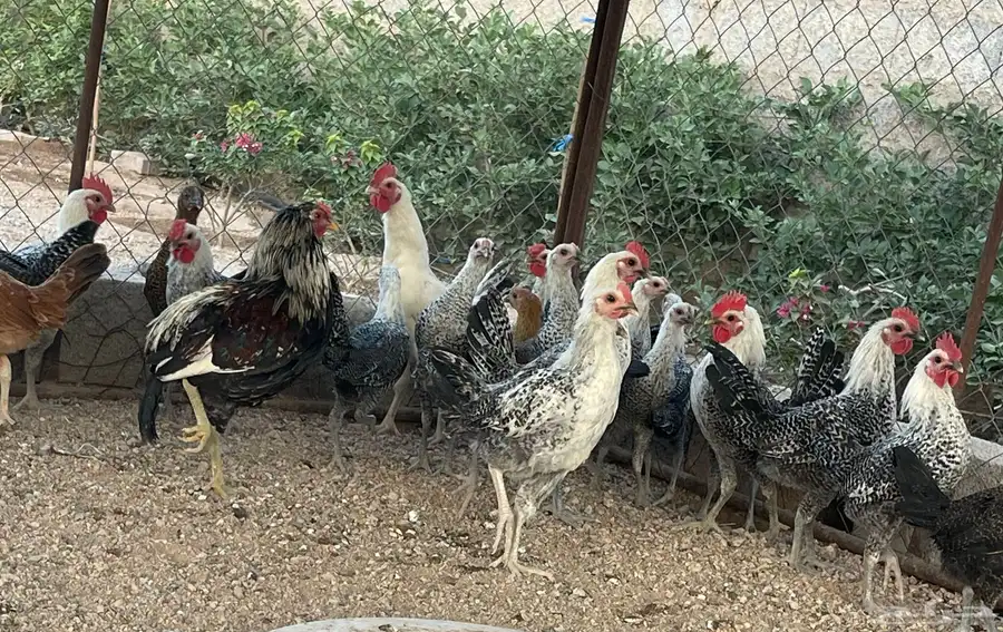دجاج فيومي نظيف 2