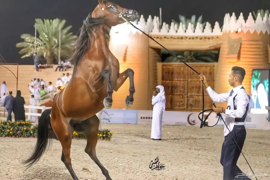 مربط وطن الاصايل لدينا عسف وايواء وفحل متاح لتشبيه 3