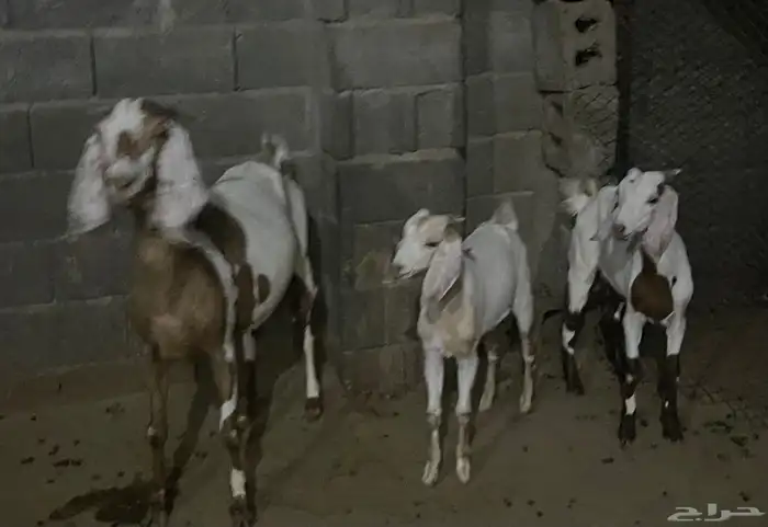عنز صنف الصنف للبيع 2