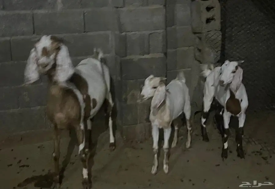 عنز صنف الصنف للبيع 2