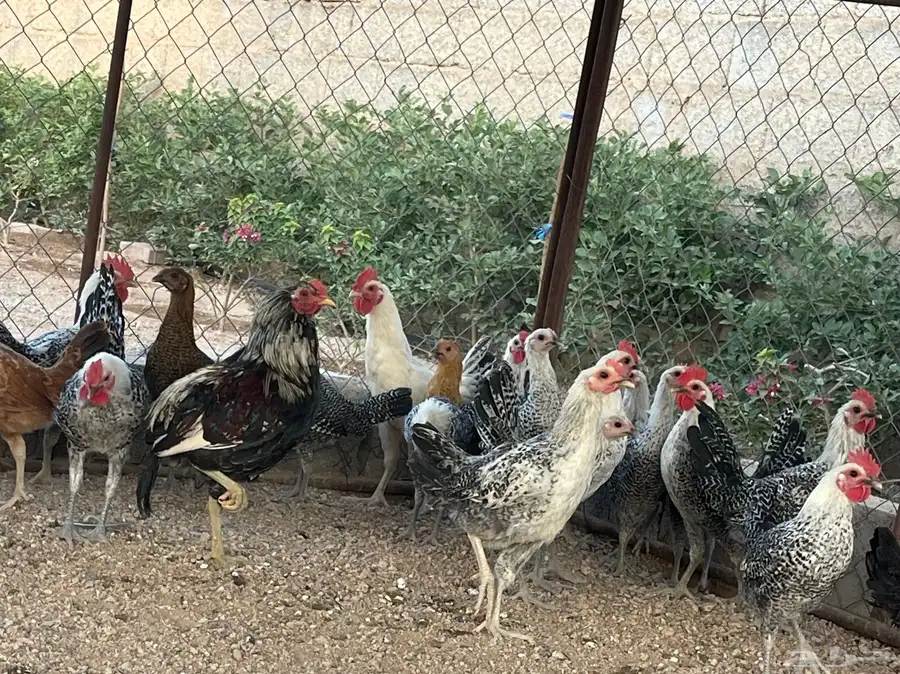 دجاج فيومي نظيف 3