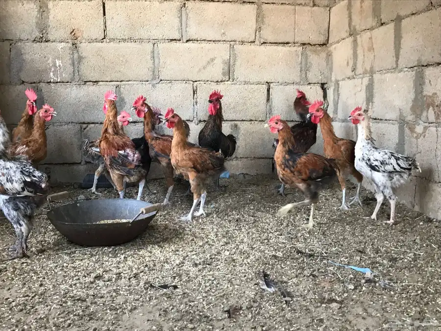 ديوك بلدي للبيع 1