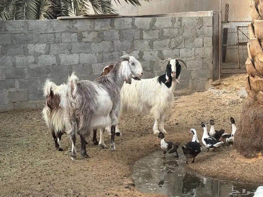 ابو تركي معكم ومعزى حلوة وتعجبك للبيع بالخرج حياكم وارحبوا 1