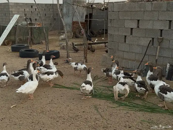 عدد 9 وز كبار و10 عيالهم 1