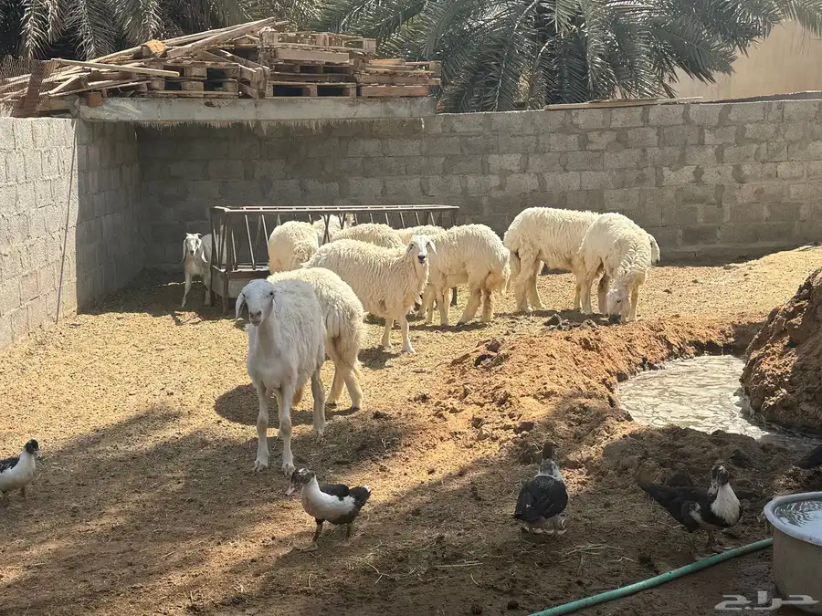 ابو تركي معكم ومعزى حلوة وتعجبك للبيع بالخرج حياكم وارحبوا 8