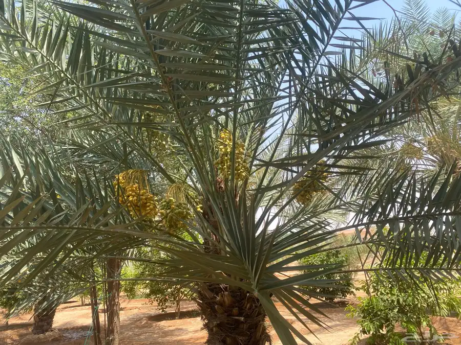 للبيع محصول نخل أخلاص 4