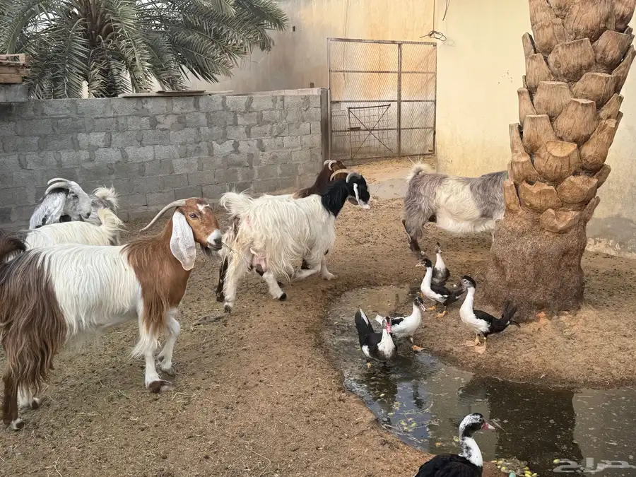 ابو تركي معكم ومعزى حلوة وتعجبك للبيع بالخرج حياكم وارحبوا 3