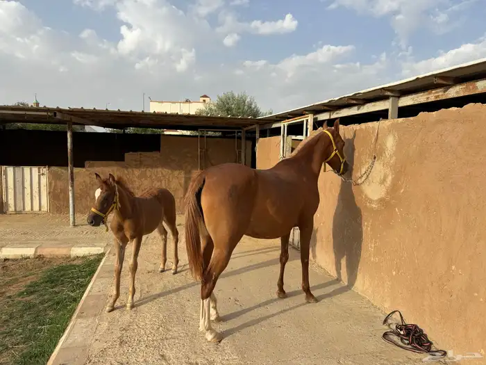 فرس واهو مع مهرها 5