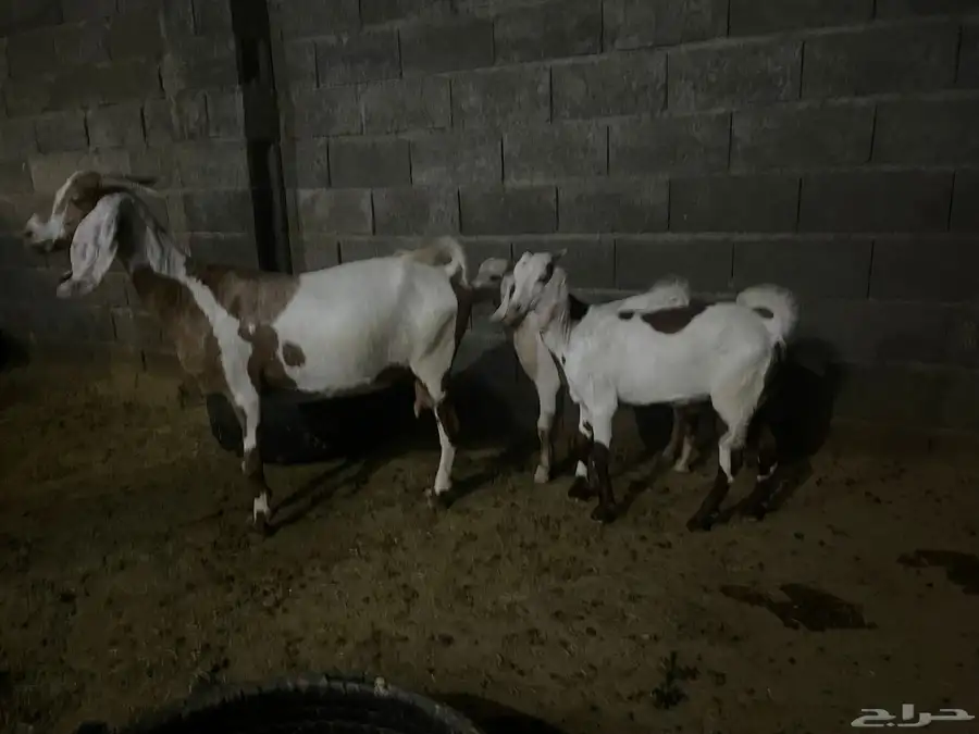 عنز صنف الصنف للبيع 4