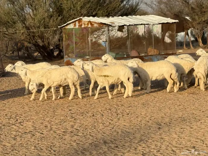 طليان مقفلة شحم نظيفة 1