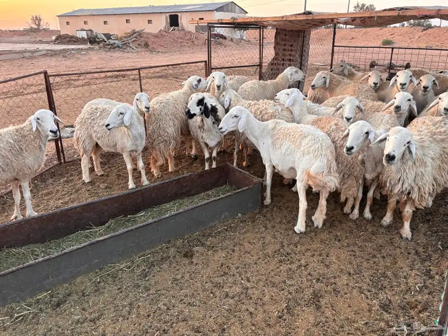 حريات طيبات بلحيل سمان وبره وجرم. 4