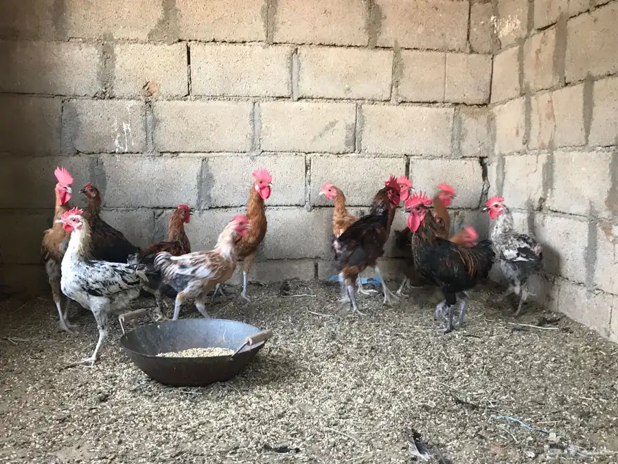 ديوك بلدي للبيع 0