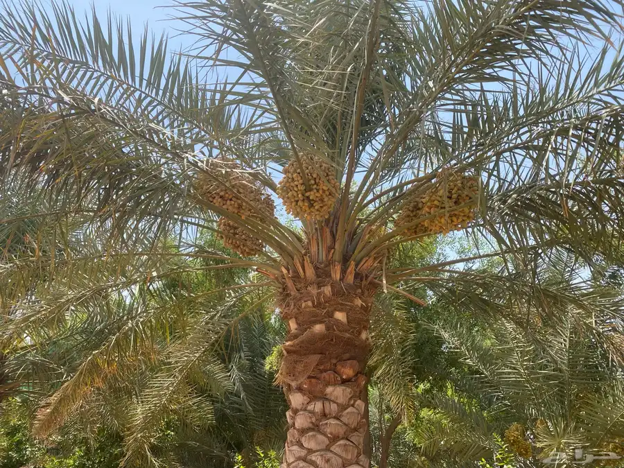 للبيع محصول نخل أخلاص 0