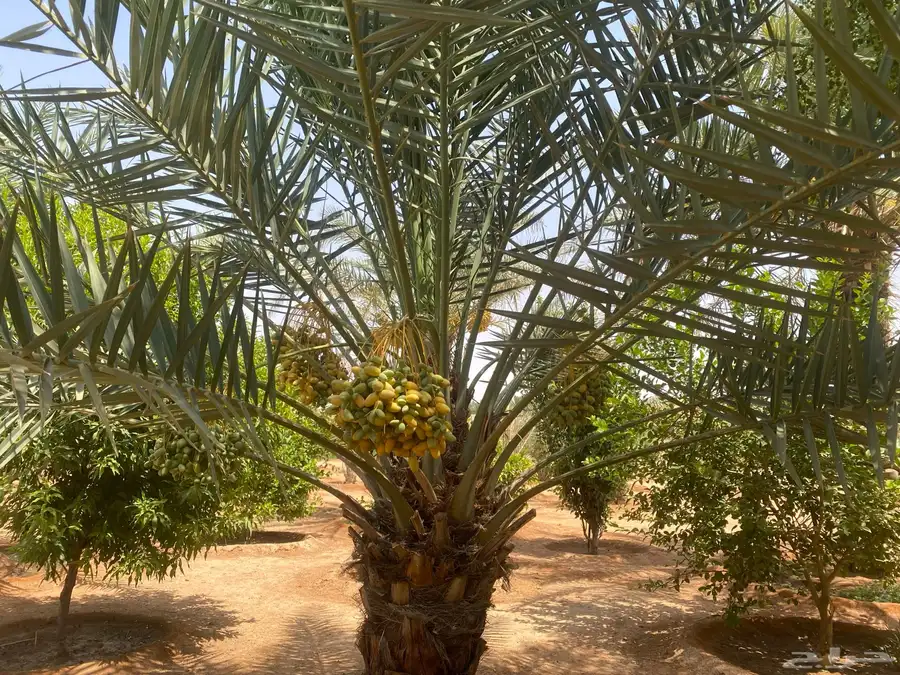للبيع محصول نخل أخلاص 3