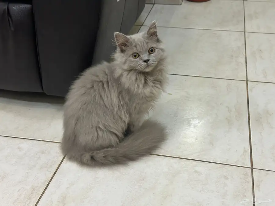 Scottish kittens and cat adoption 0