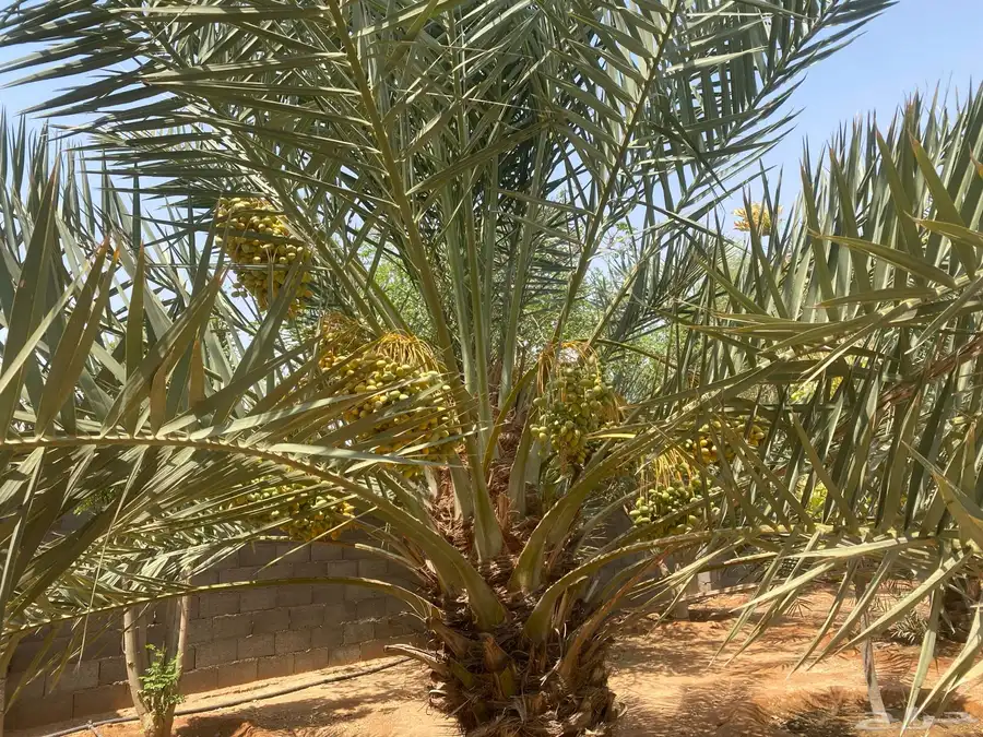 للبيع محصول نخل أخلاص 5