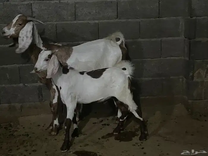 عنز صنف الصنف للبيع 0