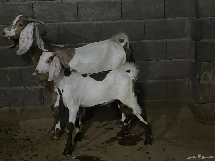 عنز صنف الصنف للبيع 0