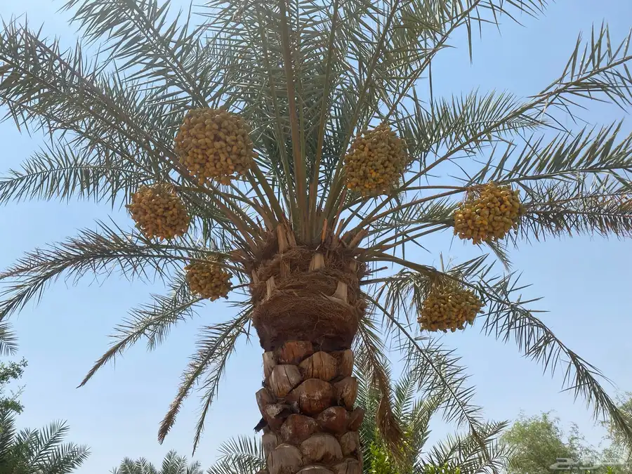 للبيع محصول نخل أخلاص 2