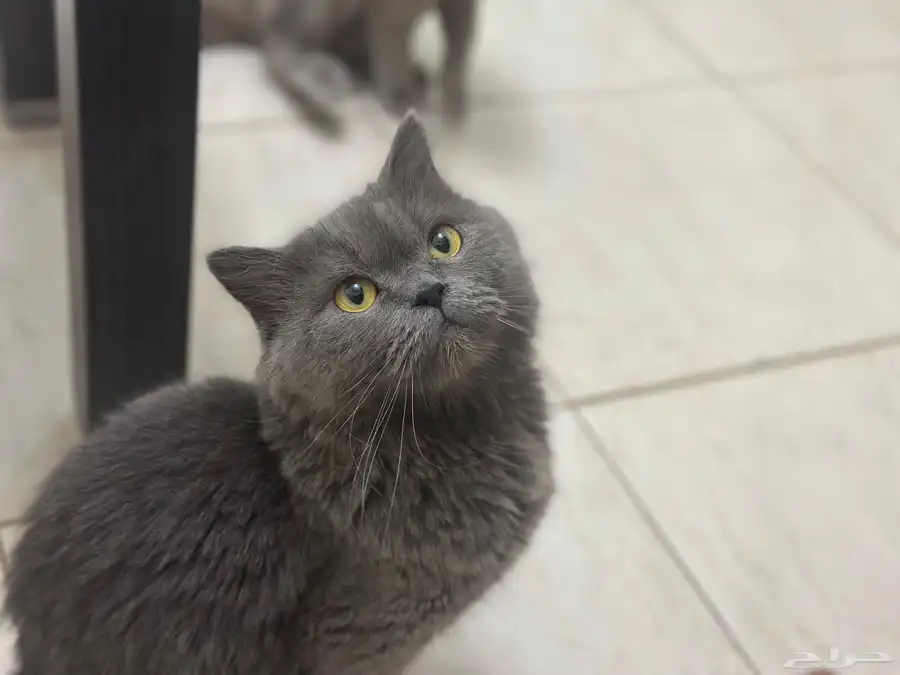 Scottish kittens and cat adoption 4