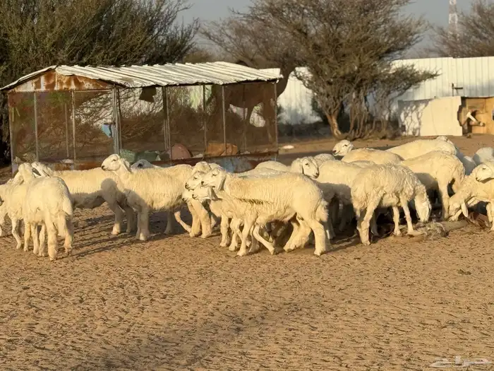 طليان مقفلة شحم نظيفة 0