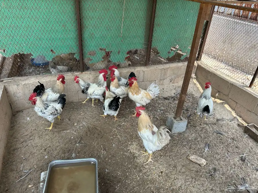 ديك فرنسي 0