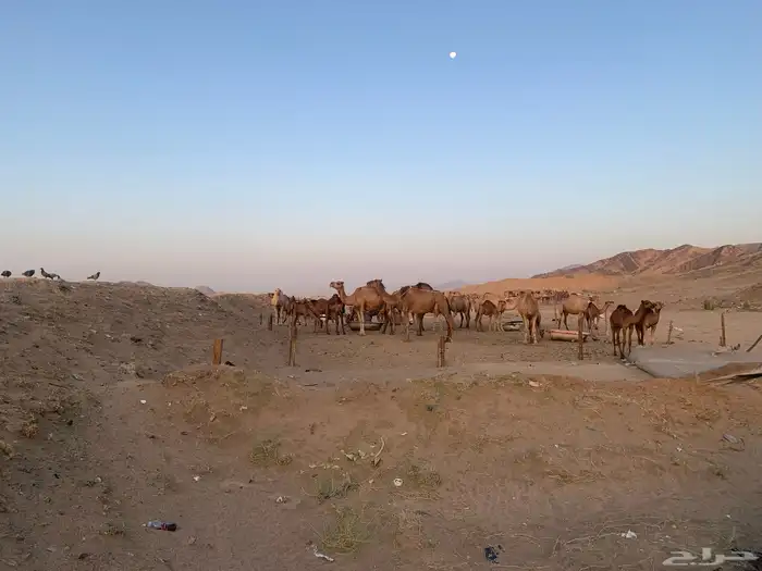 حليب نياق طازج 8