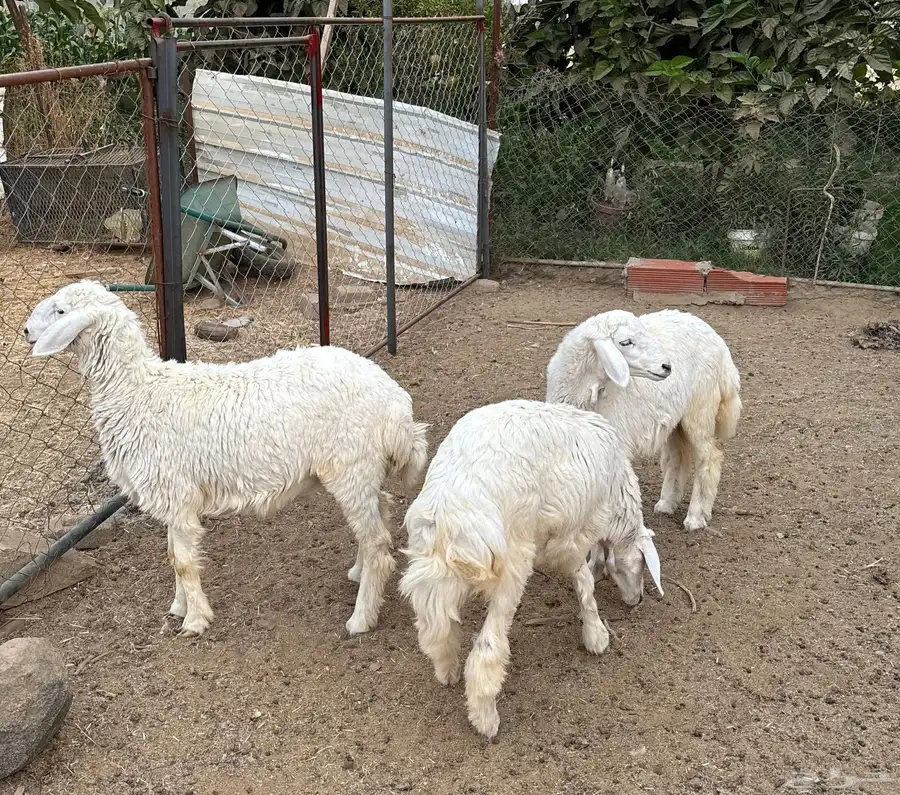 رخال 4
