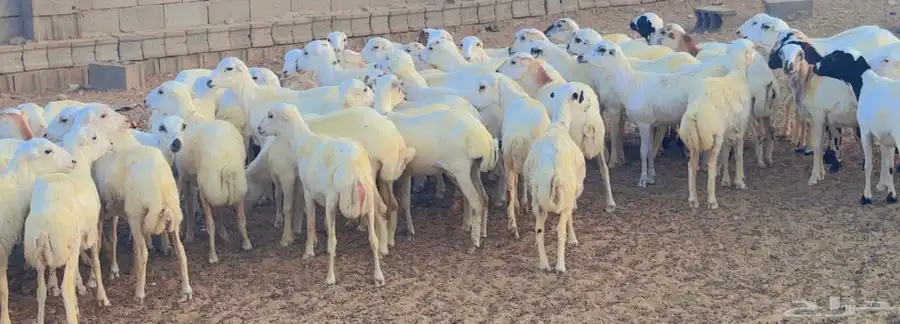 ذبائح رفد مقفلة شحم ولحم 0