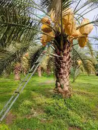 مندوب في مجال تمور وذو خبره في استلم المزارع وتوفير العماله 0