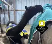 (تم البيع ) مجهم حوار ابيه مخوف ولد مخوف الامير سلالة وحيدان 6