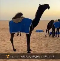 (تم البيع ) مجهم حوار ابيه مخوف ولد مخوف الامير سلالة وحيدان 5