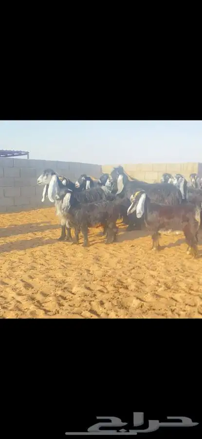 عرض معزا عوارض خصم الخصم ((لهوات الخصم )) 6
