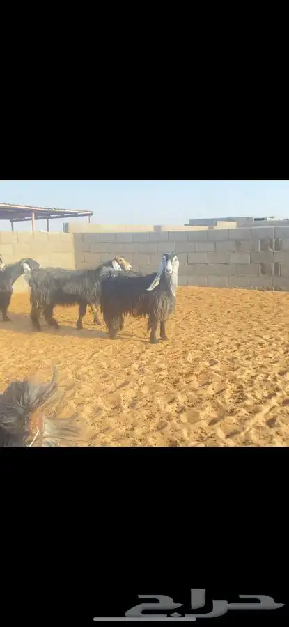 عرض معزا عوارض خصم الخصم ((لهوات الخصم )) 3