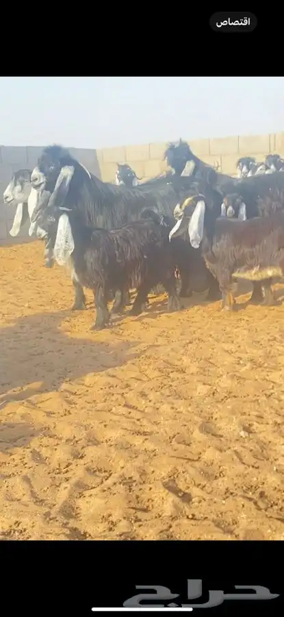 عرض معزا عوارض خصم الخصم ((لهوات الخصم )) 8