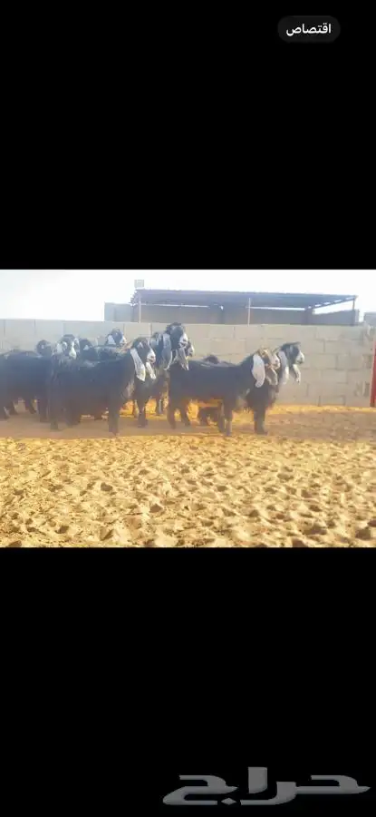 عرض معزا عوارض خصم الخصم ((لهوات الخصم )) 4