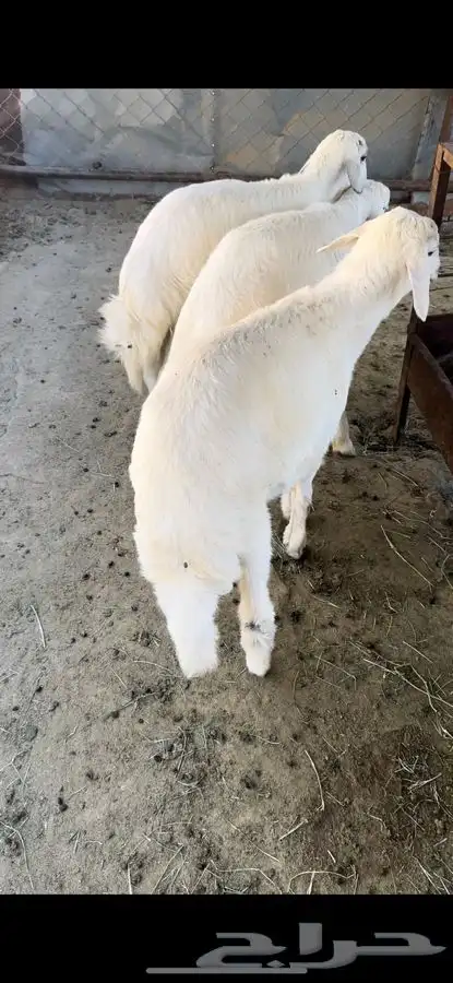 خرفان 1