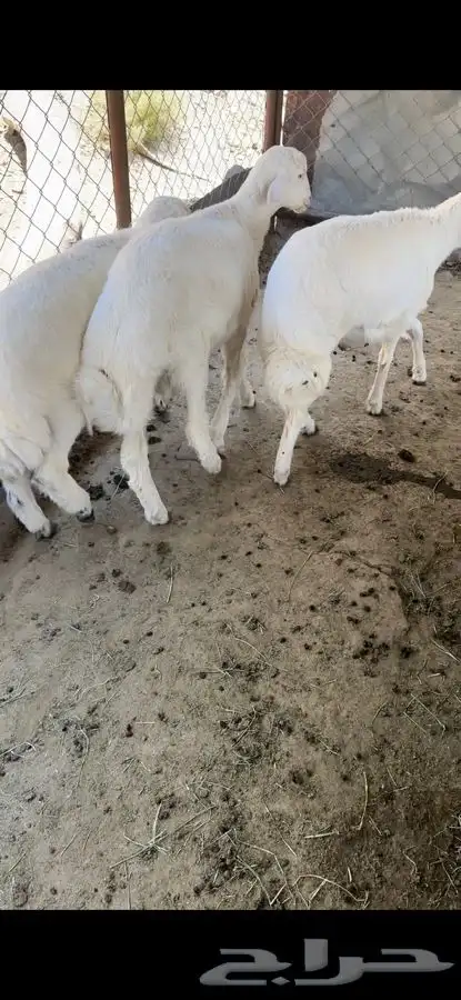 خرفان 0