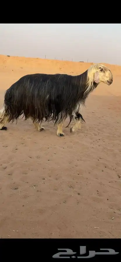 فحل نجدي 0