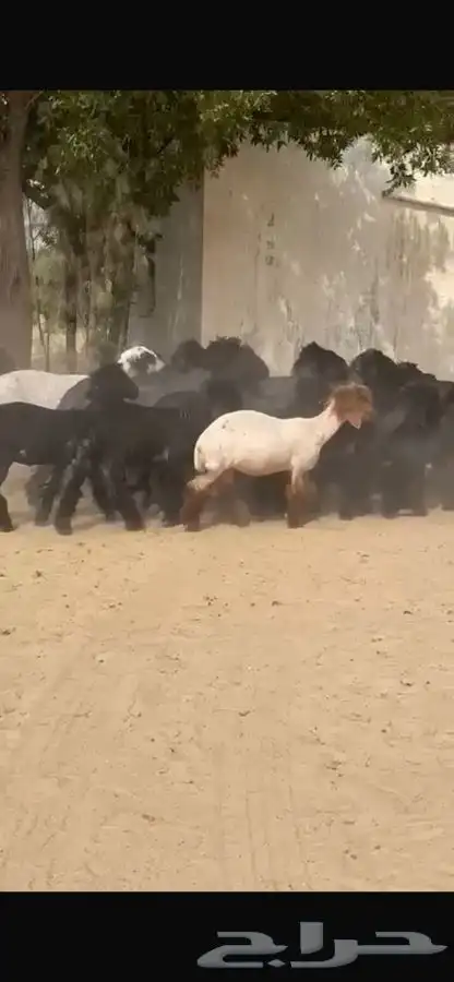 غنم عرب 2