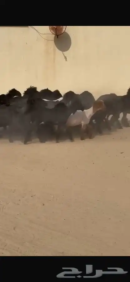 غنم عرب 1