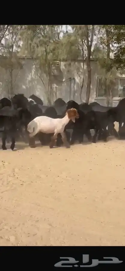 غنم عرب 3