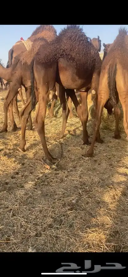 قعود 1