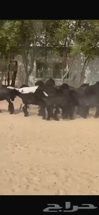 غنم عرب 6
