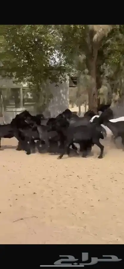 غنم عرب 7