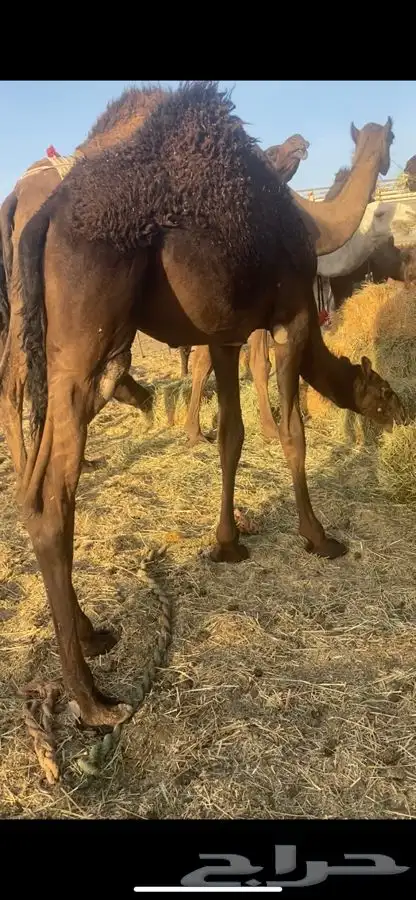 قعود 0