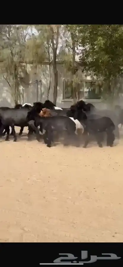 غنم عرب 5