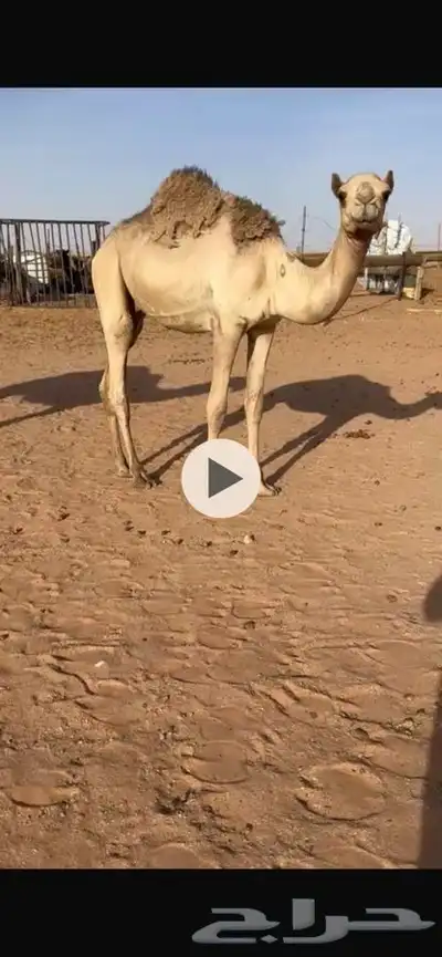 قعود عماني مفرود 0
