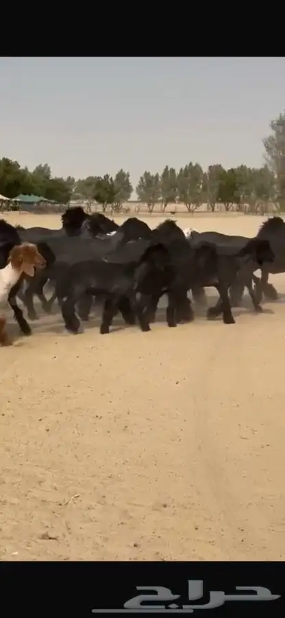 غنم عرب 0